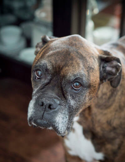 Boxer