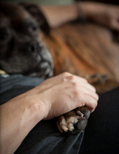 Pet Photography Canton GA