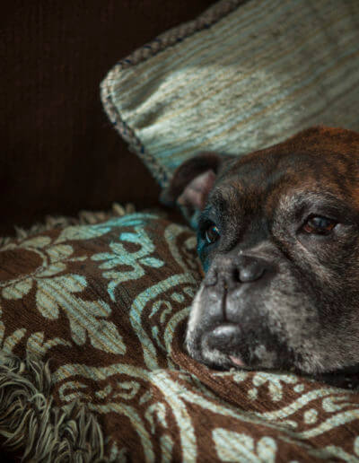 Pet Photography Canton GA
